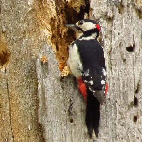 在克兰彭堡鹿园，一只白色、黑色和红色的大斑点啄木鸟，喙在树上寻找食物。