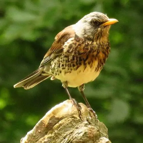 橙色喙的野禽，乳白色的腹部，胸前羽毛上有深棕色的斑点。他栖息在丹麦鹿园的一块岩石上