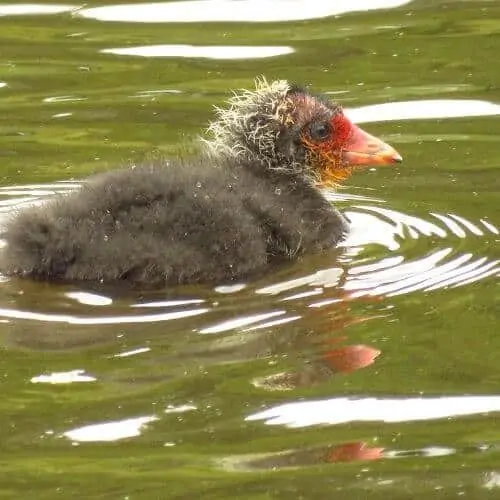 在哥本哈根鹿园的一个小湖里游泳的白骨顶雏鸟，它的嘴是红色的，嘴底部有红色的羽毛
