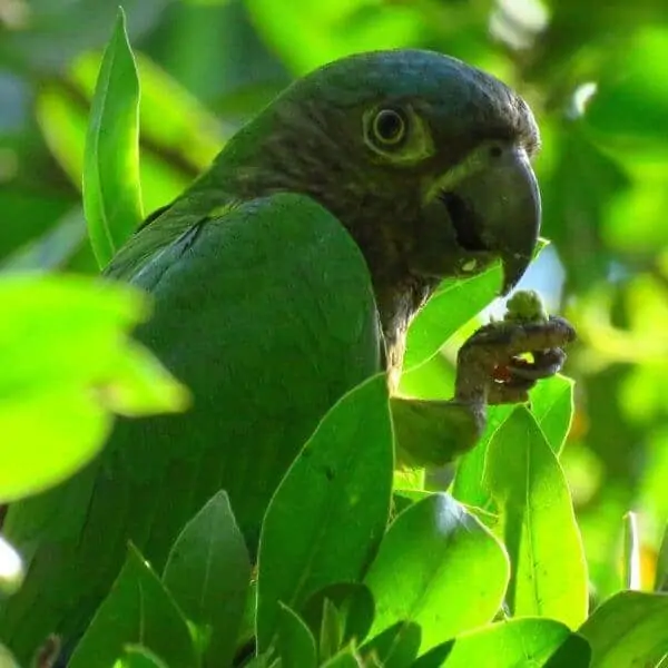 布朗喉部长尾小鹦鹉张开嘴，看起来好像在对着镜头微笑。长尾小鹦鹉的身体长着绿色的羽毛，眼睛和喙周围是黄色的。他用爪子抓着食物。