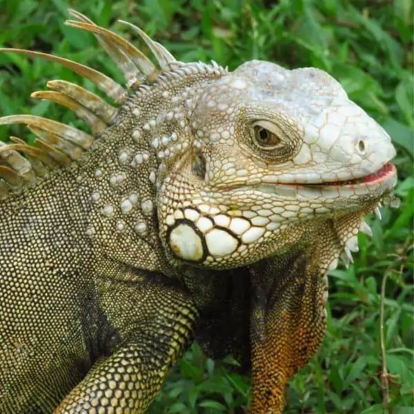 百里纳里奥公园里一只灰色和棕色的鬣蜥张着嘴看着相机。他在吃草，但看起来他在微笑。