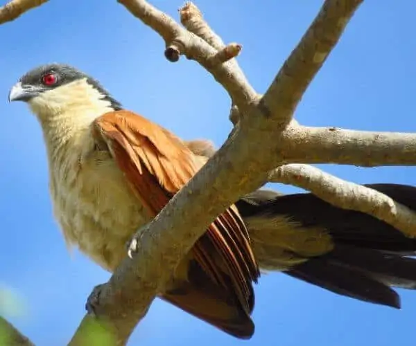 一只塞内加尔coucal栖息在树枝上