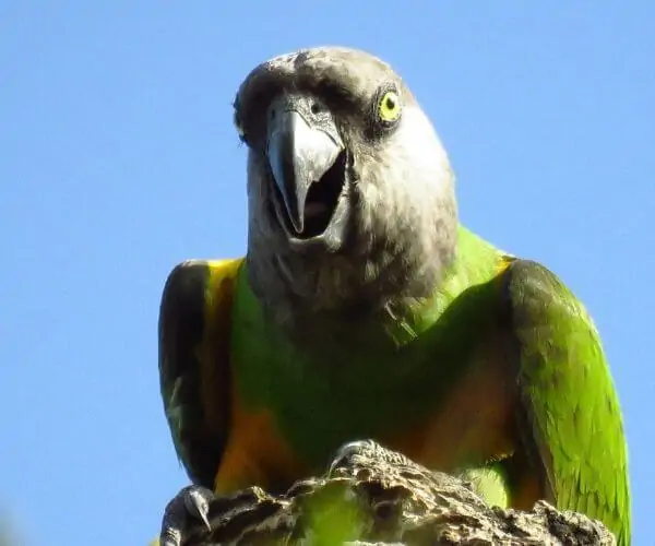 彩色塞内加尔鹦鹉