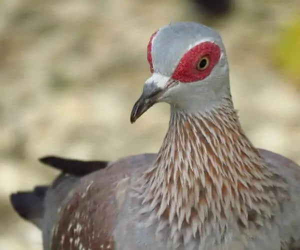 斑点鸽子，眼睛周围有一个大的红色斑块