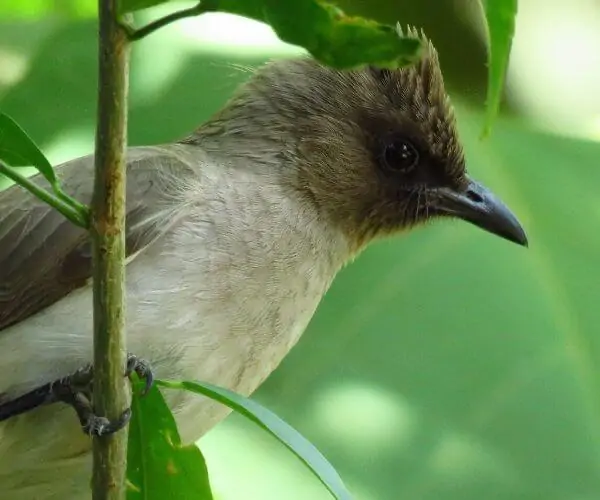 栖息在树上的一只普通的布尔鸟