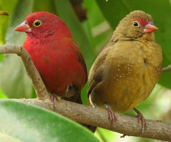 一只雄性和雌性红嘴火雀栖息在树枝上