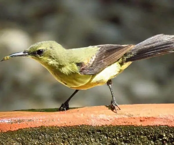 华丽的太阳鸟，喙端有黄色的花粉