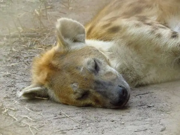 阿布科自然保护区笼子里的鬣狗