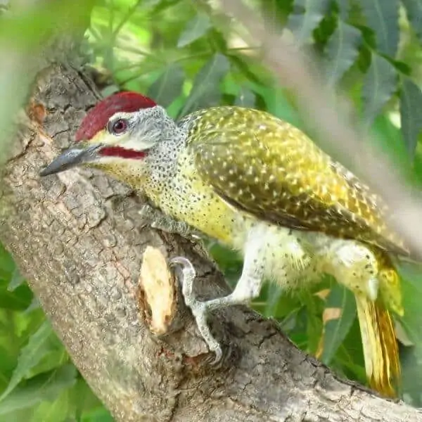 美丽的斑点细的啄木鸟，红色的帽子，红色的胡须和绿色/黄色斑点的翅膀