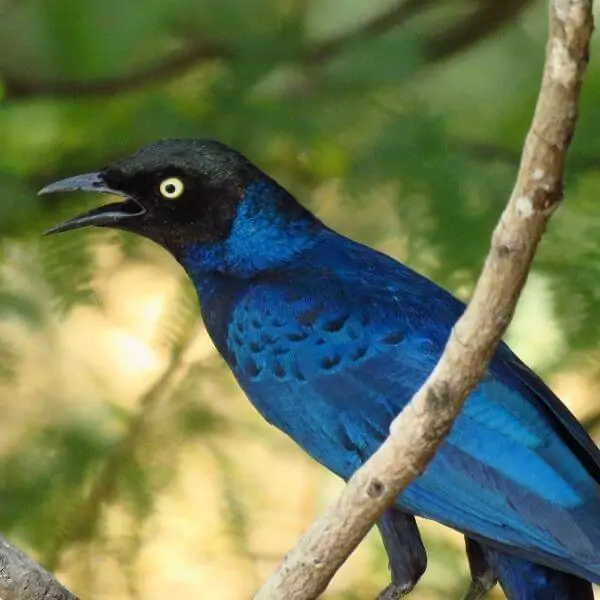 在塞内加尔Toubakouta的一棵树上栖息着一只紫色光滑的椋鸟，黑色的头和黄色的大眼睛