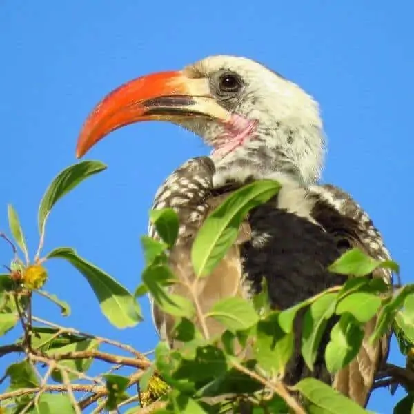 栖息在灌木丛中的西部红嘴犀鸟