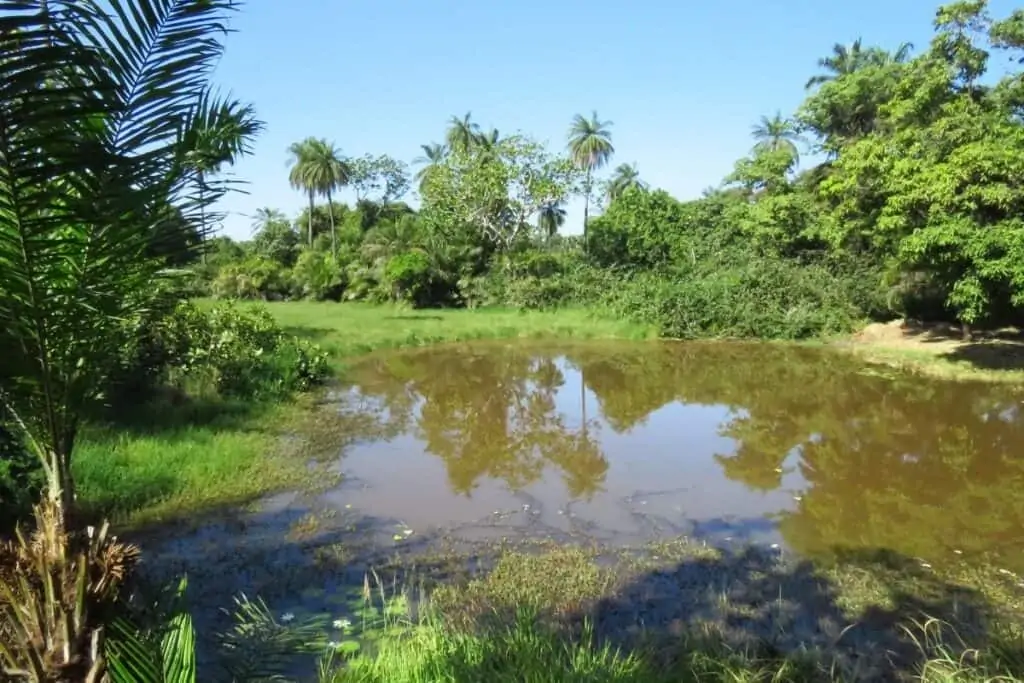 阿布科自然保护区鳄鱼池中的树木倒影