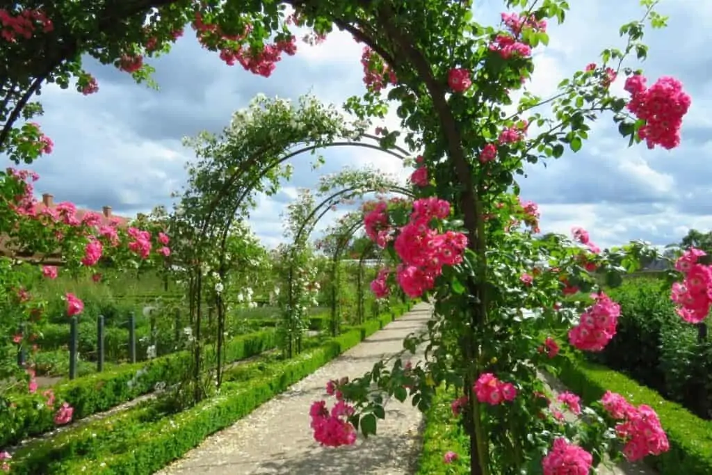 弗莱登斯堡宫殿花园拱门周围生长的粉红玫瑰