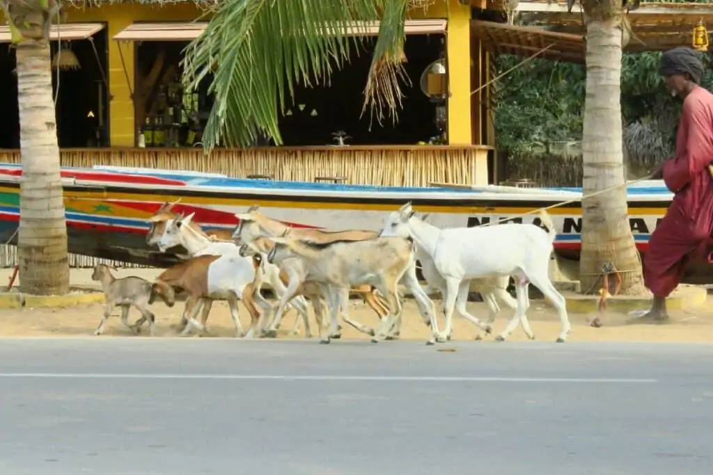 在Ndangane的街道上，一群山羊和它们的孩子走在主人面前