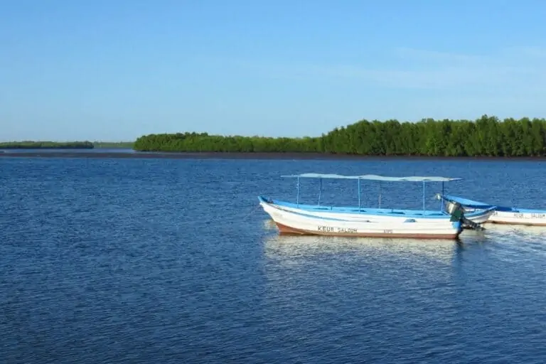 一艘白色的小船在水面上的红树林背景