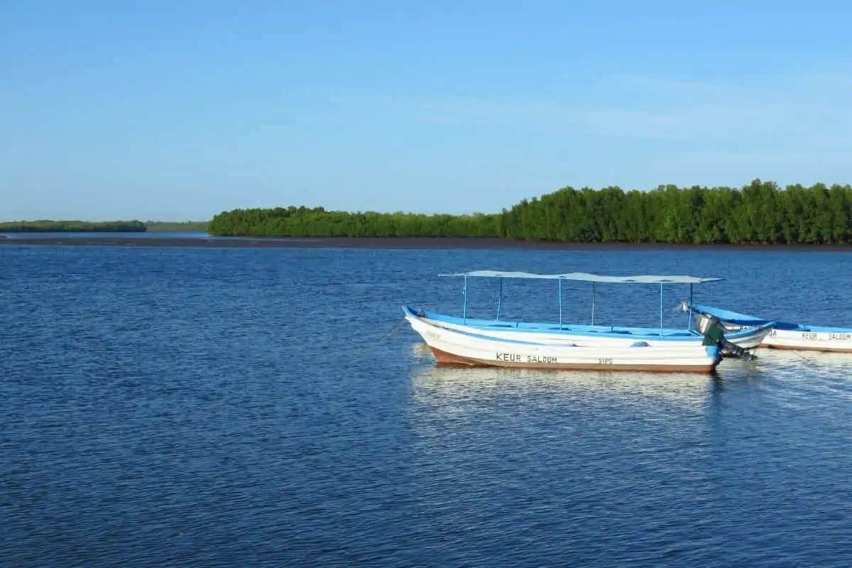 水面上的一艘白色小船，背景是红树林