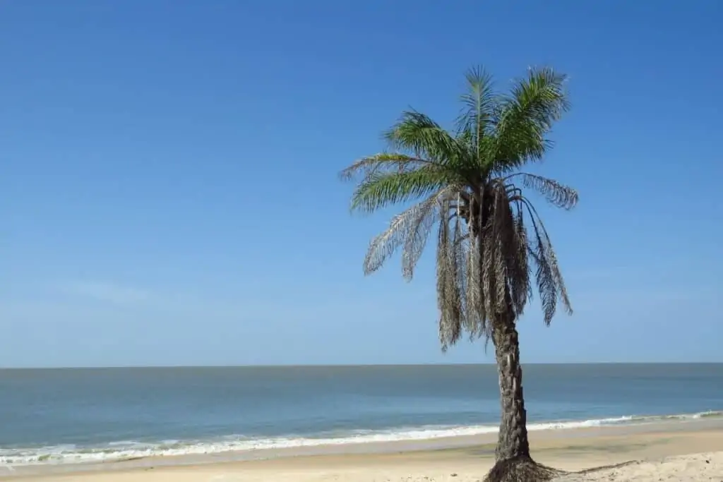 在几内亚比绍的瓦雷拉，一棵孤零零的棕榈树矗立在荒芜的海滩上