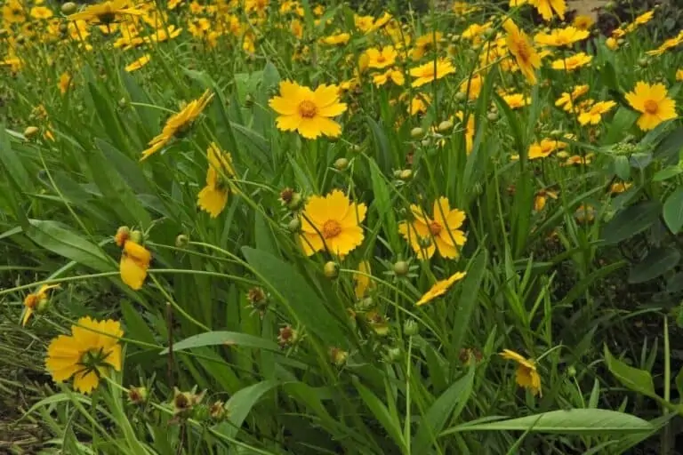 黄色的花在利隆圭植物园