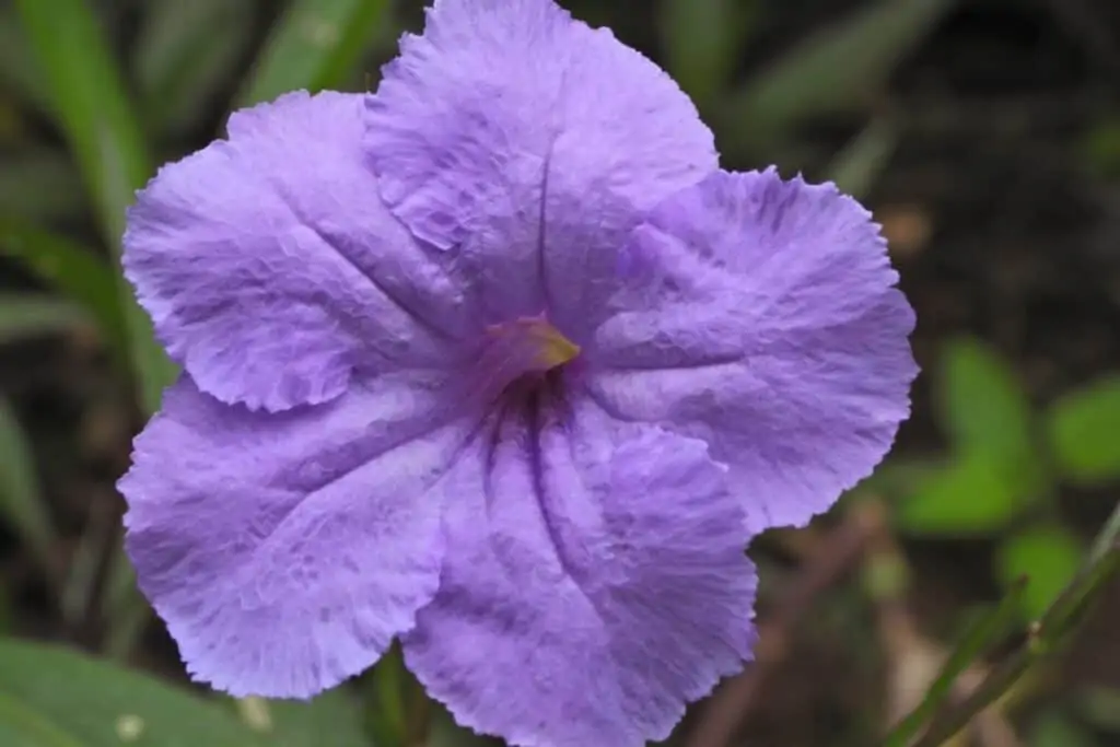 马拉维利隆圭植物园里的一朵紫色花