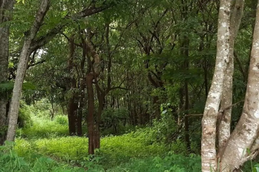 利隆圭植物园的杂草丛生的树林