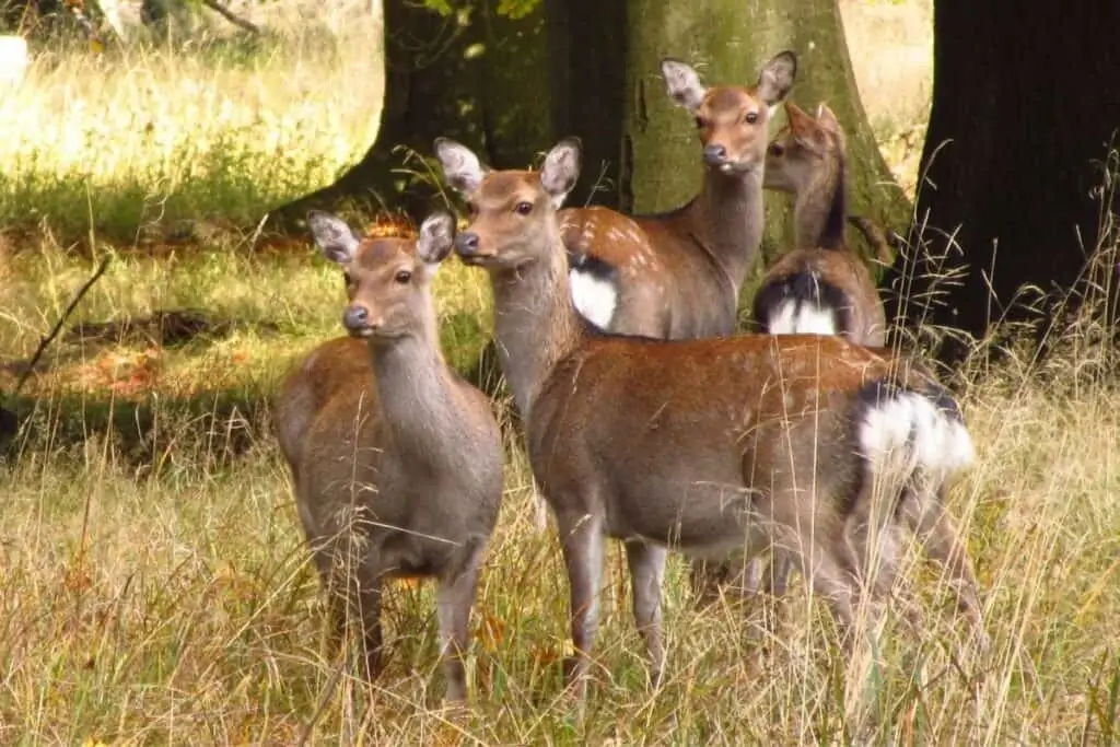 四只母休闲鹿凝视着远方
