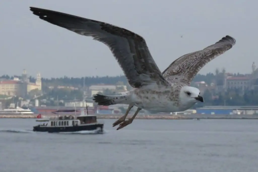 海鸥在以伊斯坦布尔为背景的渡轮前飞翔