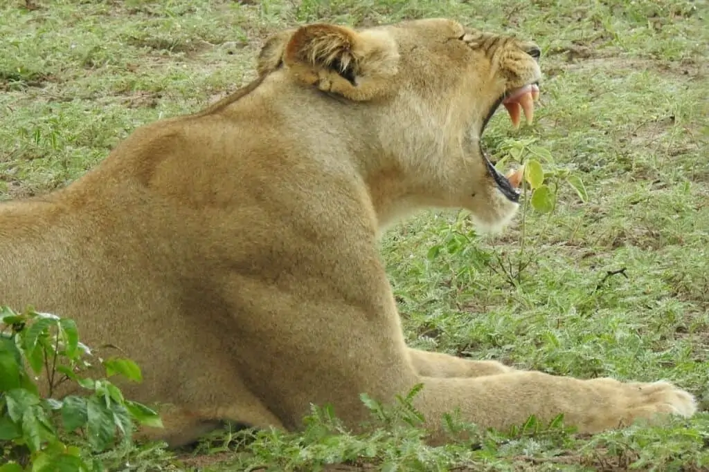 一只母狮子在打哈欠，露出她的牙齿