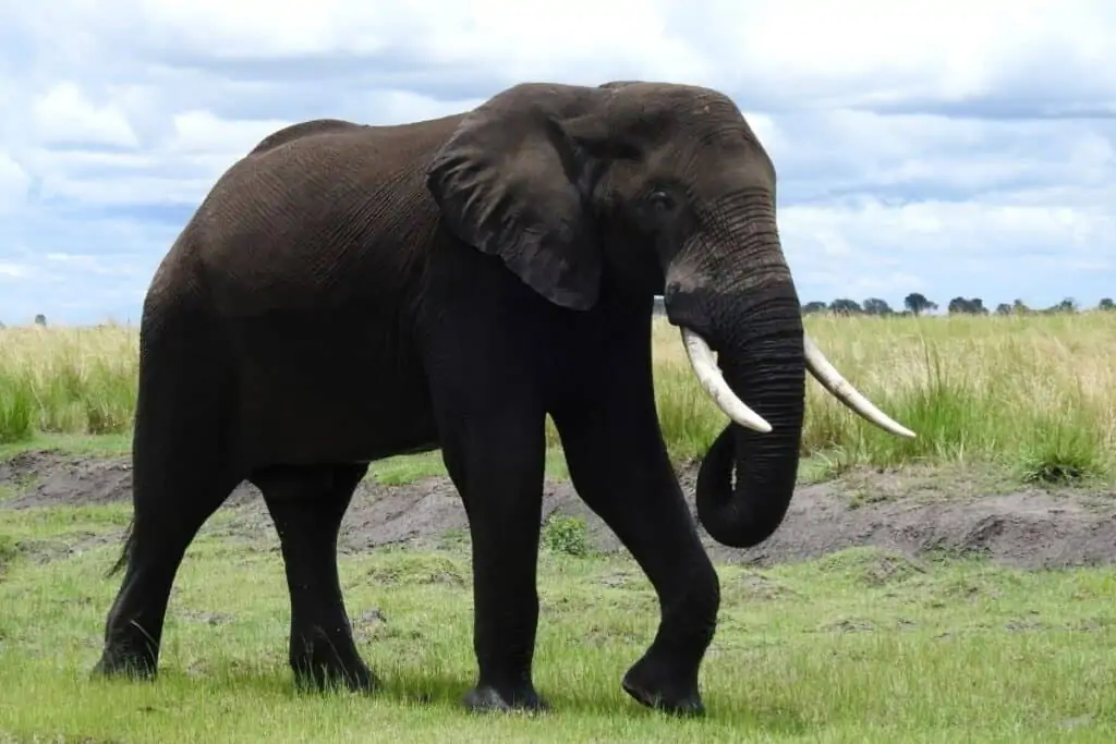 在博茨瓦纳，长着长牙的公象走在草地上