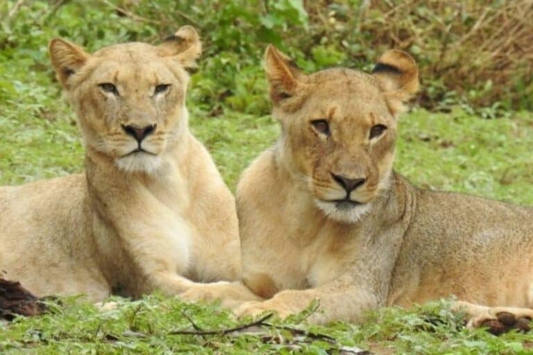 两个女狮子坐在一起在草地上