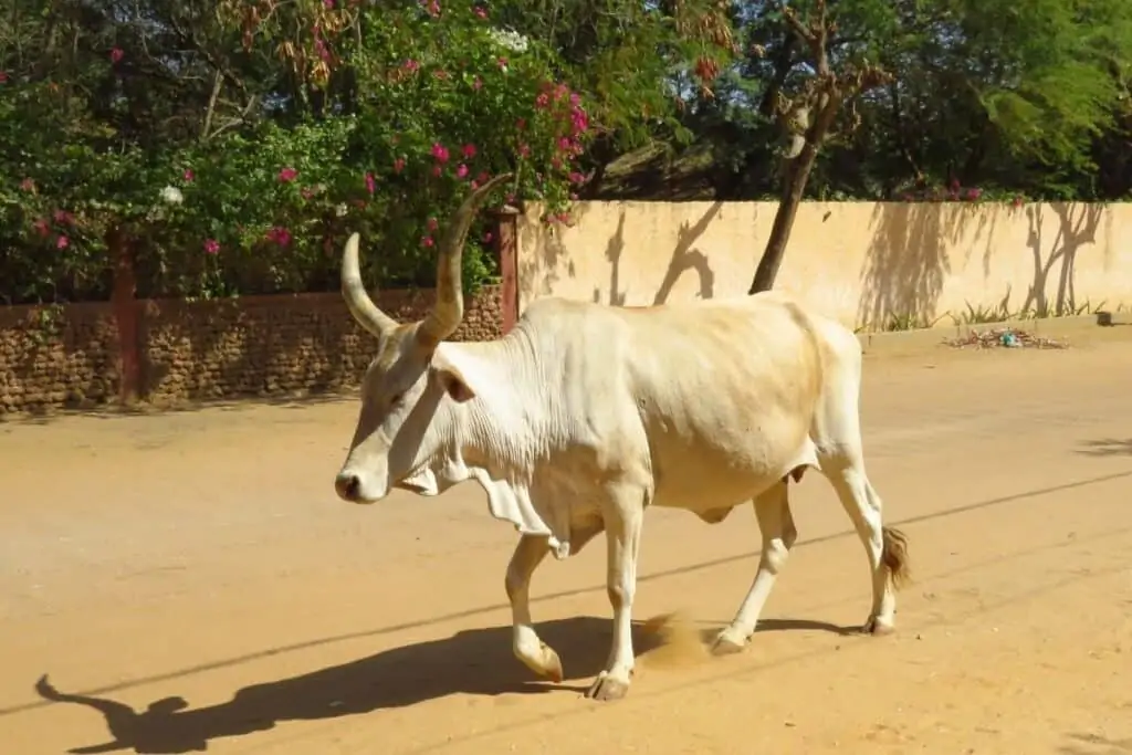 一只白色的瘤牛走在塞内加尔索蒙的沙质街道上