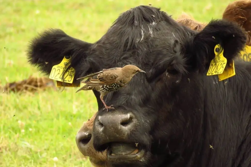 一只椋鸟坐在牛的鼻子上。
