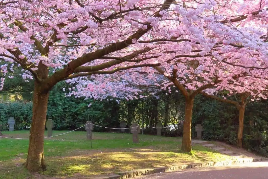 哥本哈根Bispebjerg公墓盛开的樱花树