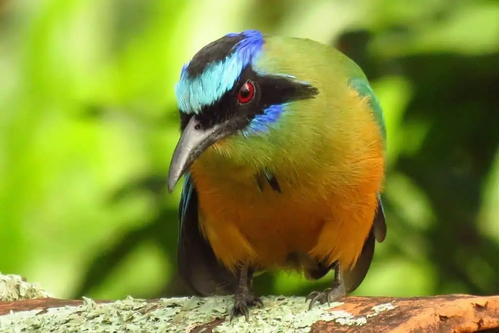 一只色彩鲜艳的蓝冠摩雀。