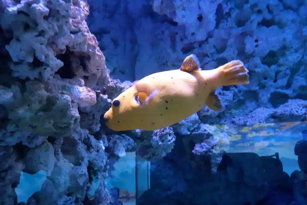 哥本哈根蓝色星球水族馆里的一条金色河豚