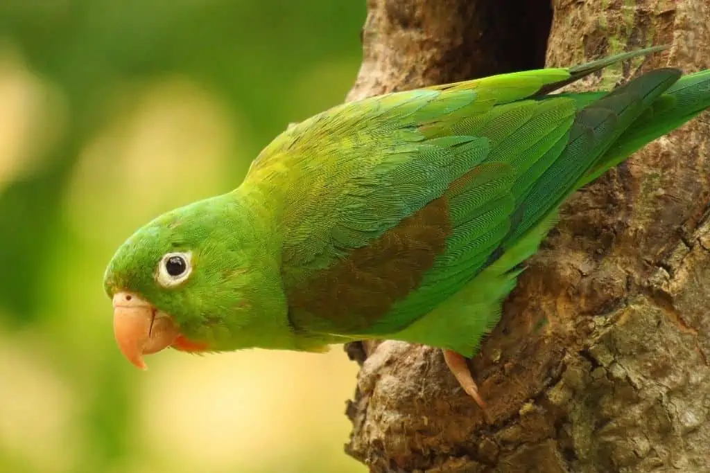 在哥伦比亚布卡拉曼加，一只橙色下巴的长尾小鹦鹉站在树上