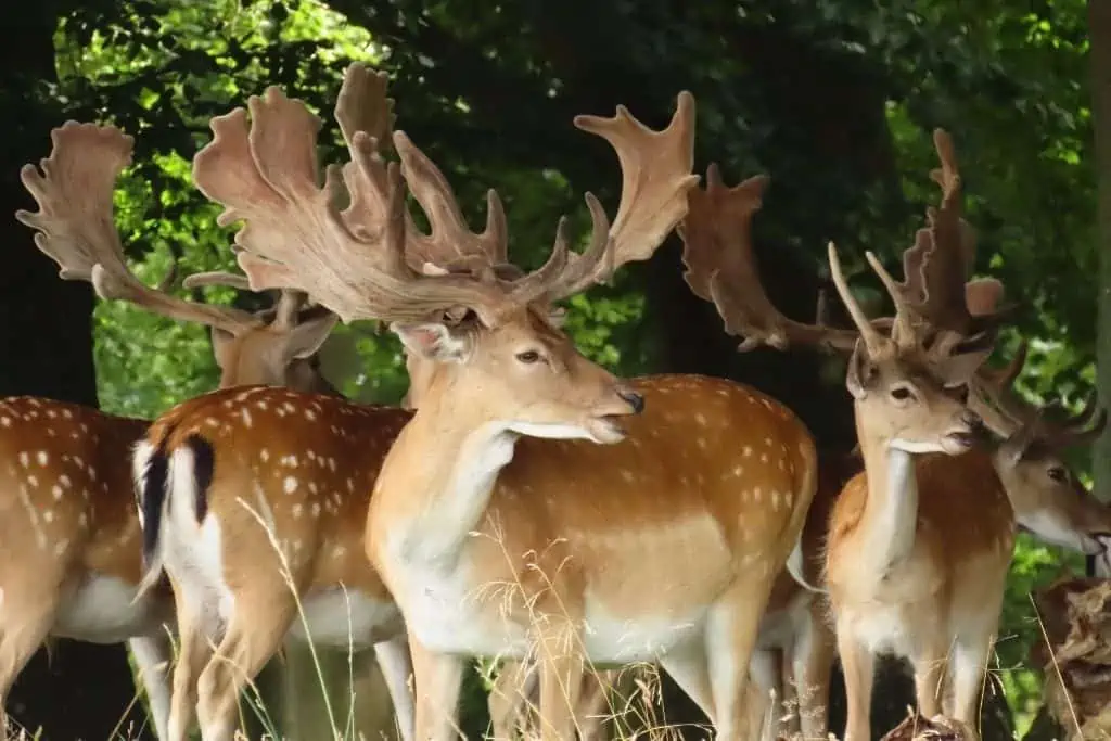 哥本哈根冬宫狩猎小屋周围森林里的一群雄性休闲鹿。