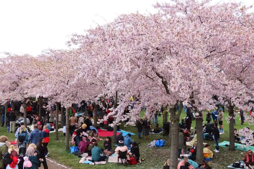 哥本哈根樱花节上，许多人坐在粉红色的樱花树下。