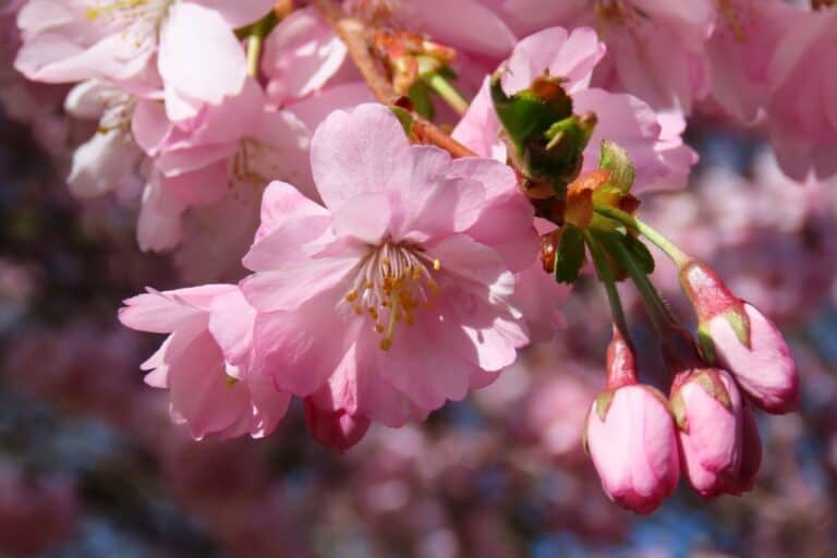 粉红色的樱花盛开的特写味蕾显示关闭。