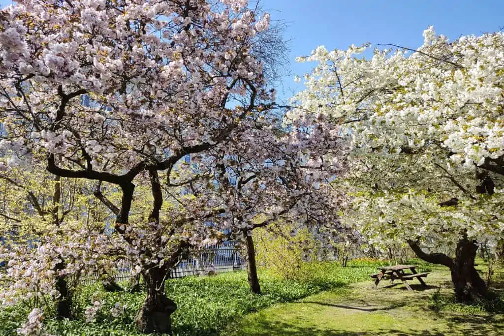 粉红色和白色的樱花树就在哥本哈根植物园的大门内。