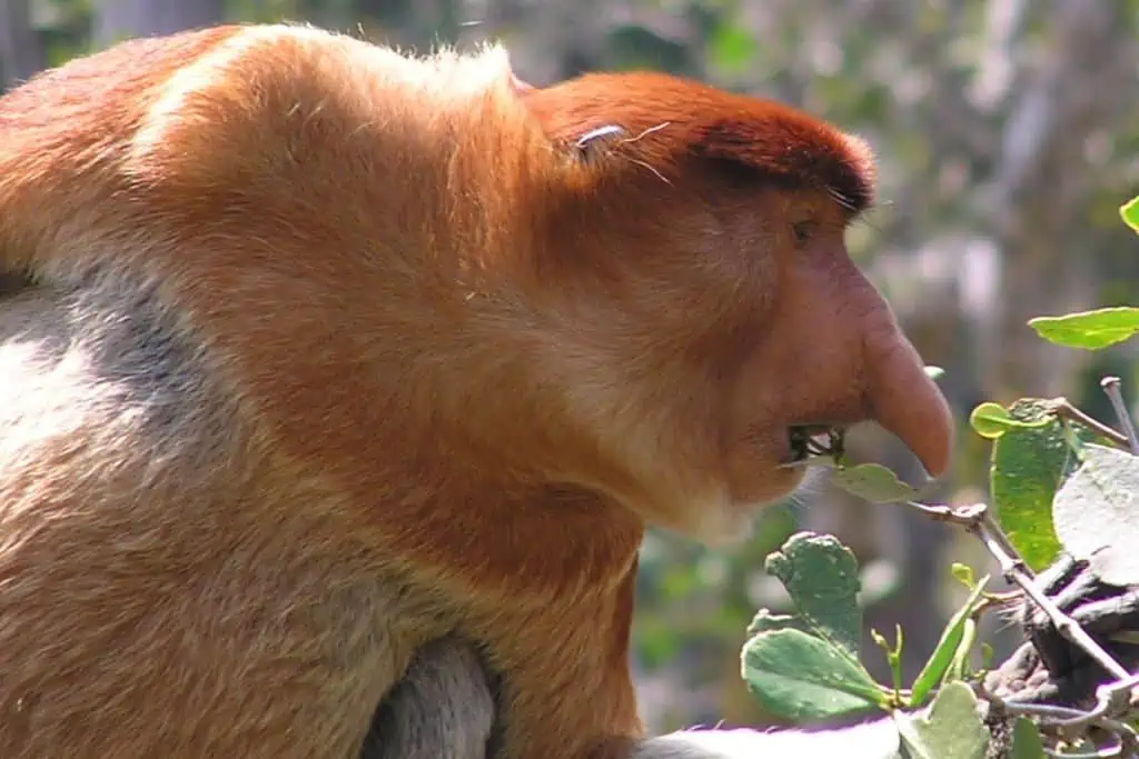 长嘴,姜长鼻猴吃树叶从树枝。